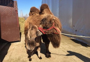 «Волжанка» санаторири тӗве амипе ҫури