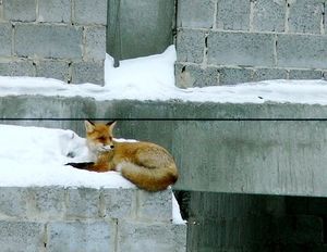 Хӑна ҫуртри тилӗ. В.Викторов сӑнӗ