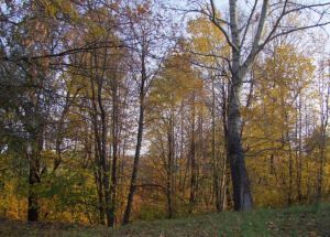 Элӗк районӗн илемӗ