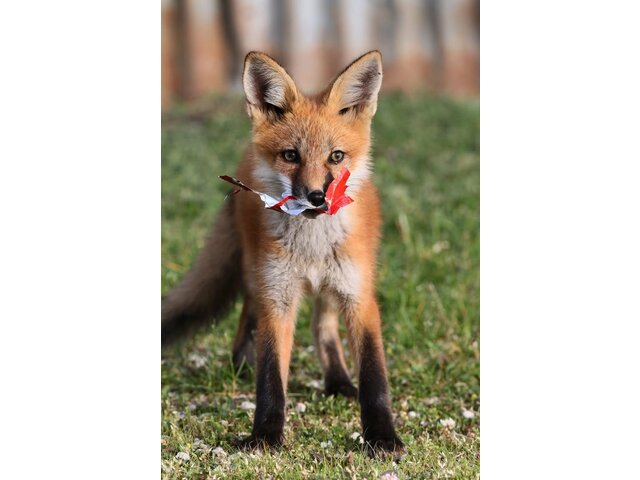 avatars.mds.yandex.net сайтри сӑн