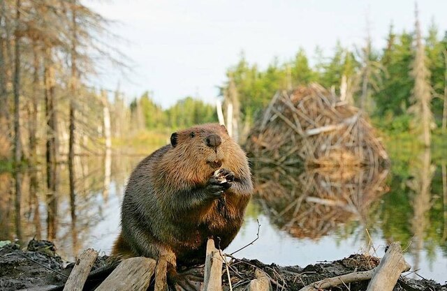 Телеграмри «Чӑваш Ен калаҫать» каналтан илнӗ сӑнӳкерчӗк 