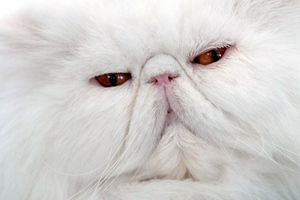 Перс кушакӗ