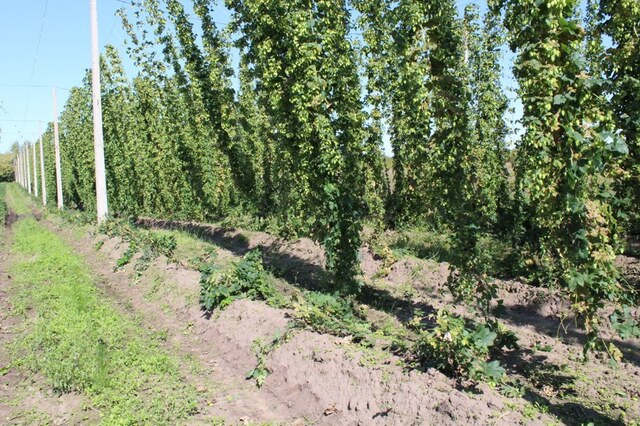 cap.ru сӑнӳкерчӗкӗ