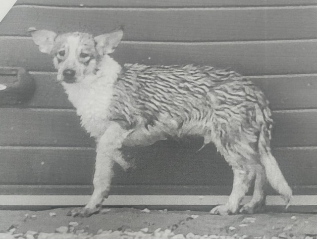 ШӖМ тунӑ сӑн