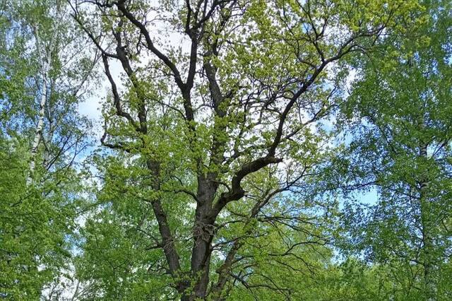 cap.ru сӑнӳкерчӗкӗ 