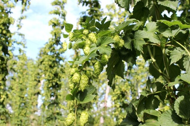 cap.ru сайтри сӑн