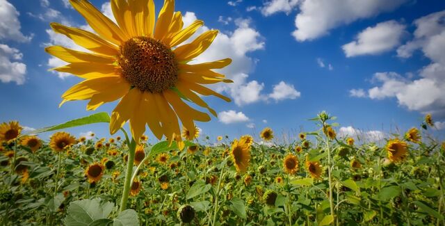 privet-rostov.ru сайтри сӑн