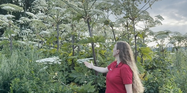 dzen.ru сайтри сӑн