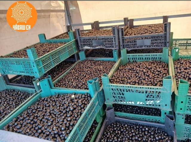 НТРК сӑнӳкерчӗкӗ