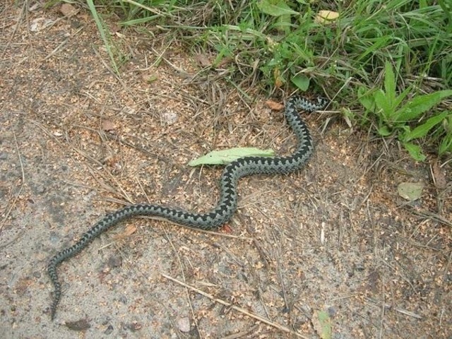 cap.ru сайтри сӑн