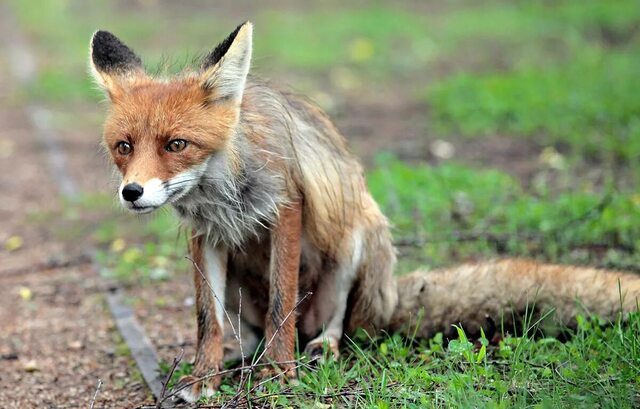 miloserdie.ru сайтри сӑн