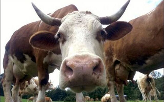 tr.pinterest.com сайтри сӑн