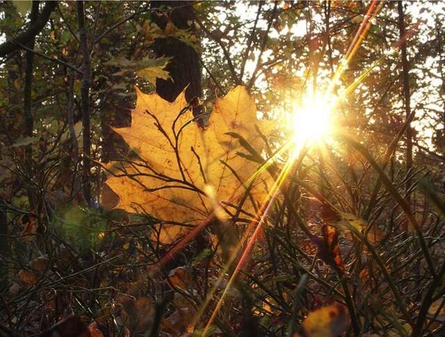 stihi.ru сайтри сӑн