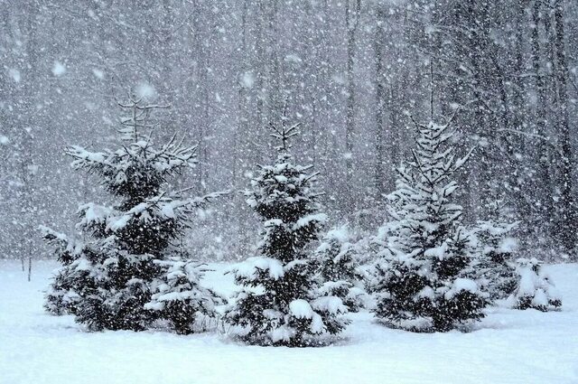 t.me/nikamran сӑнӳкерчӗкӗ