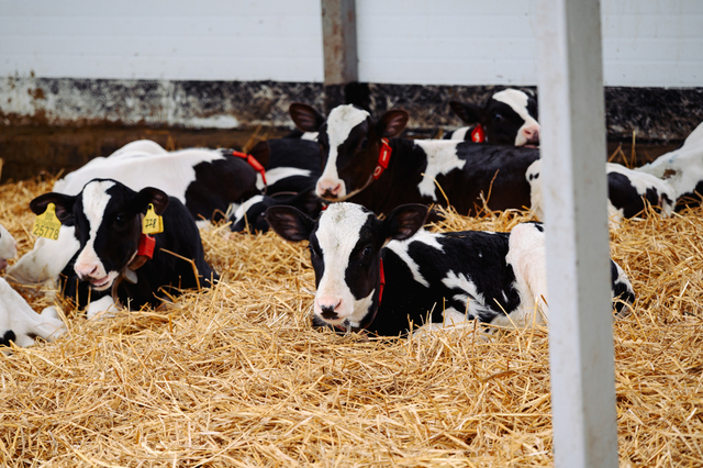 Ҫалкуҫ: cap.ru