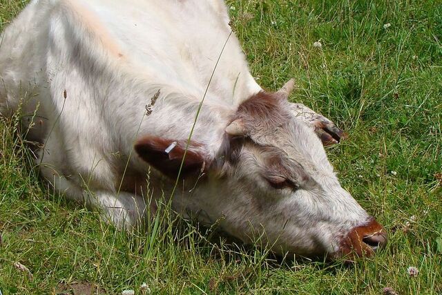 gov.uz сайтри сӑн