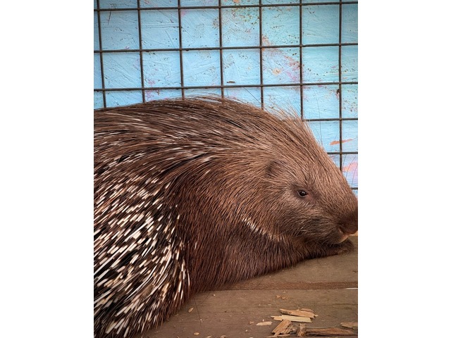 Парк сайтӗнчи сӑн