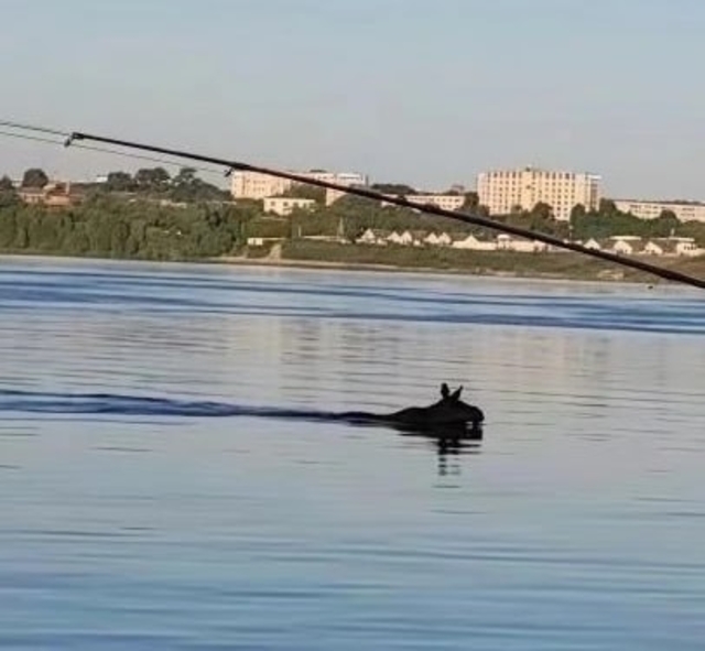 «Контактри» сӑн
