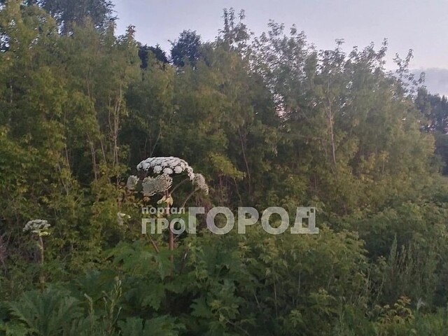 max.ru/progorod21 каналтан илнӗ сӑнӳкерчӗк