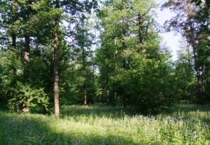 Карачура вӑрман хуҫалӑхӗ