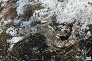 Паркра тупнӑ крокодил вилли