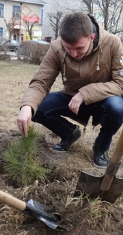 Ҫӗмӗрлесем кедр лартаҫҫӗ