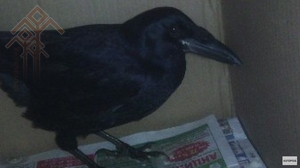 Елена Петрова тунӑ сӑн 